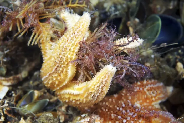 Framed Print : Common starfish feeding Print