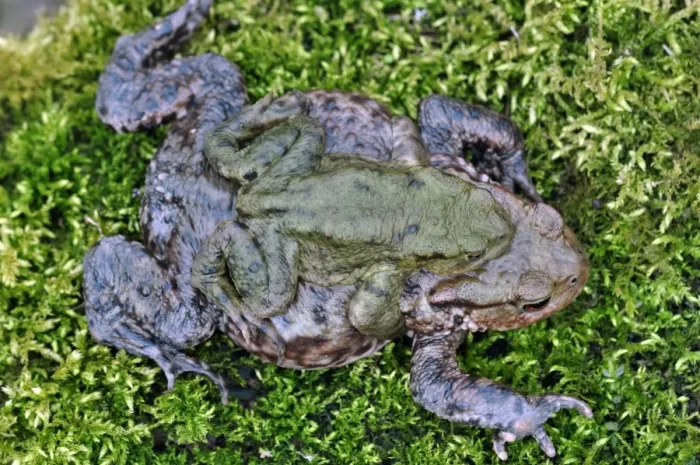 Framed Print : Common toad amplexus Print