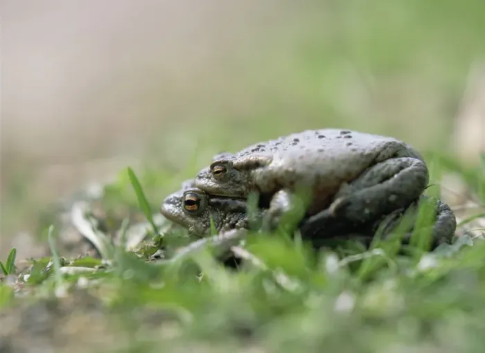 Framed Print : Common toad mating Print Framed Print : Common toad mating Print