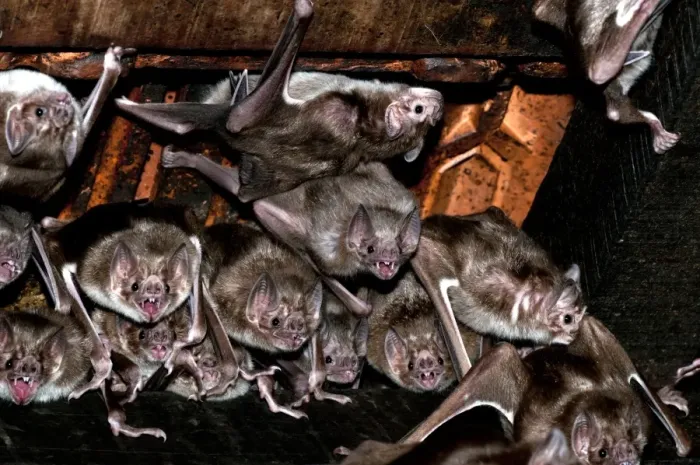 Framed Print : Print of a Common vampire bat colony Framed Print : Print of a Common vampire bat colony
