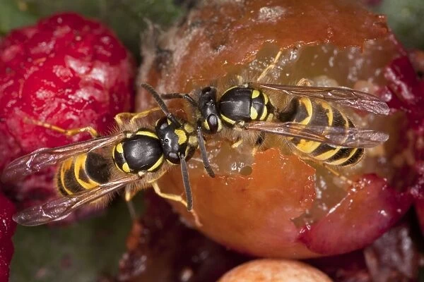 Common Wasps feeding on fruit