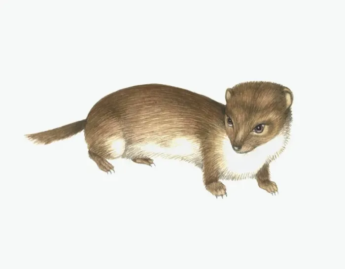 Framed Print : Common Weasel Print Framed Print : Common Weasel Print