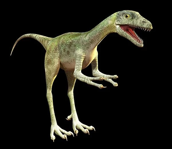 Compsognathus dinosaur