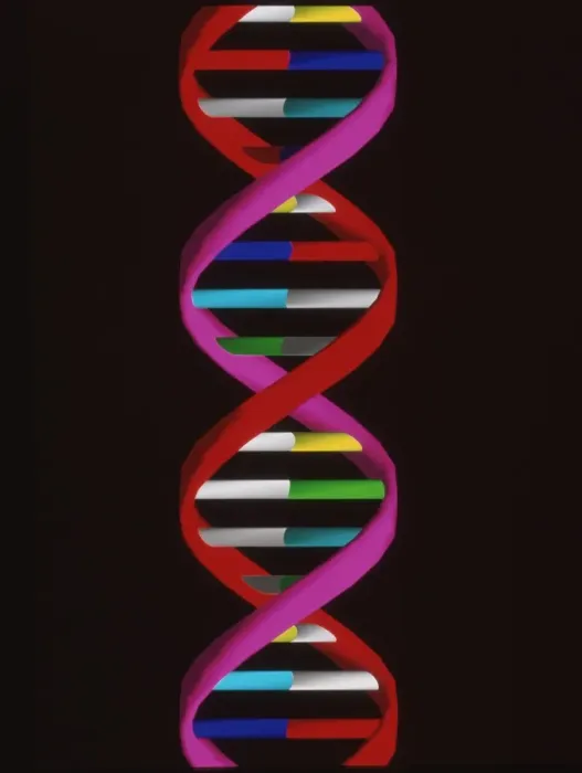 Framed Print : Computer artwork of a DNA molecule segment in print Framed Print : Computer artwork of a DNA molecule segment in print