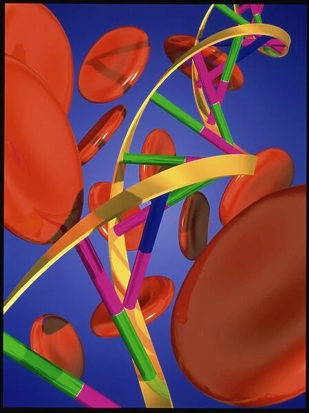 Computer artwork of DNA and red blood cells
