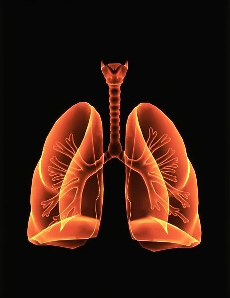 Computer artwork of healthy human lungs