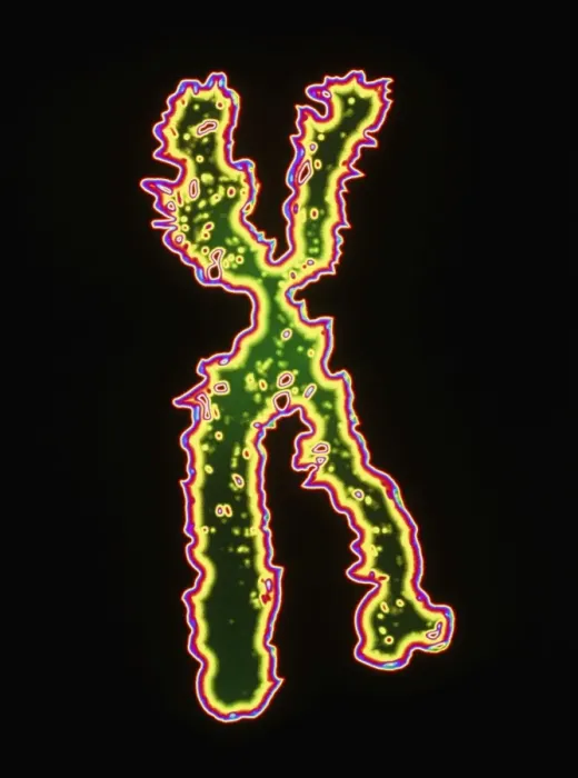 Framed Print : Computer artwork of a human X chromosome Print Framed Print : Computer artwork of a human X chromosome Print