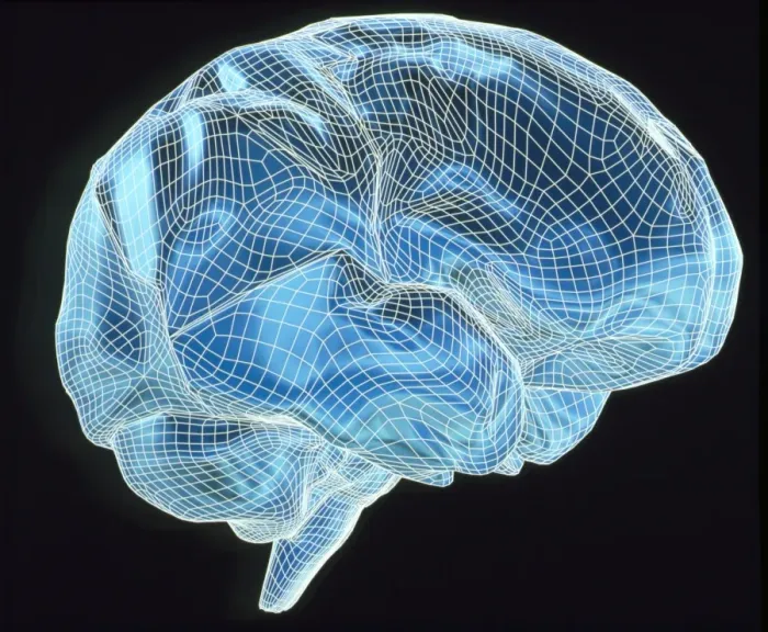 Framed Print : Computer artwork of a wire-frame brain model Print Framed Print : Computer artwork of a wire-frame brain model Print