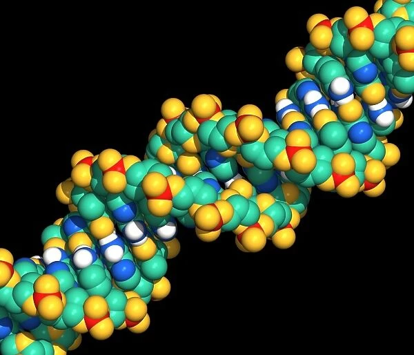 Computer graphic of a segment of beta DNA