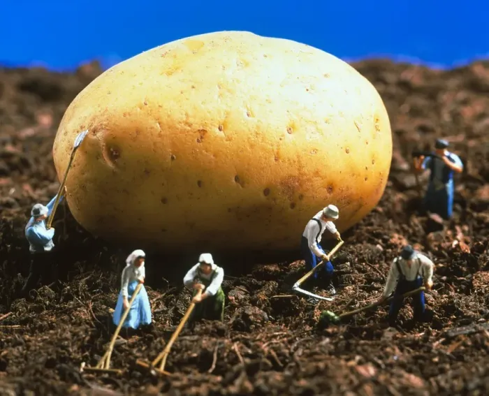 Framed Print : Genetically Engineered Potato Print Framed Print : Genetically Engineered Potato Print