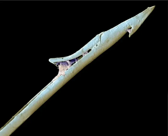 Framed Print : Print of SEM Cone shell harpoon Framed Print : Print of SEM Cone shell harpoon