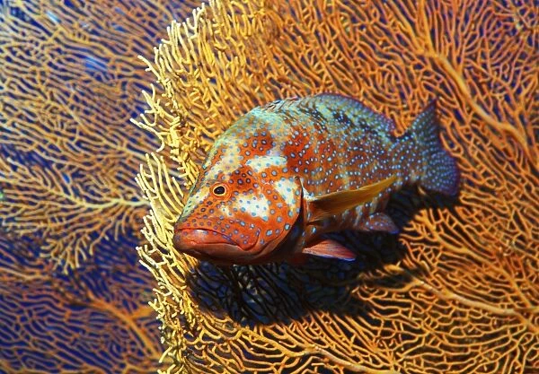 Coral cod (Cephalopholis miniata) in front of a sea fan, or gorgonian