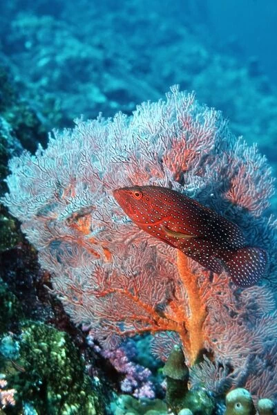 Coral hind