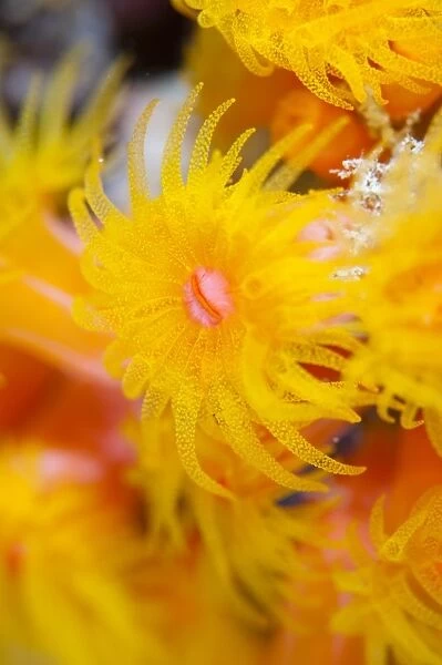 Detail of coral polyp