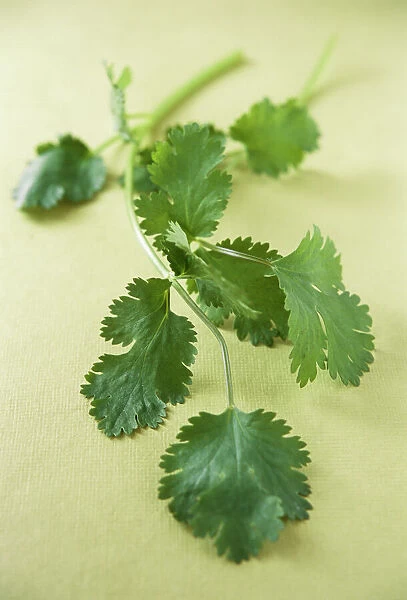 Coriander (Corandrum sativum). This plant is a member of the parsley 