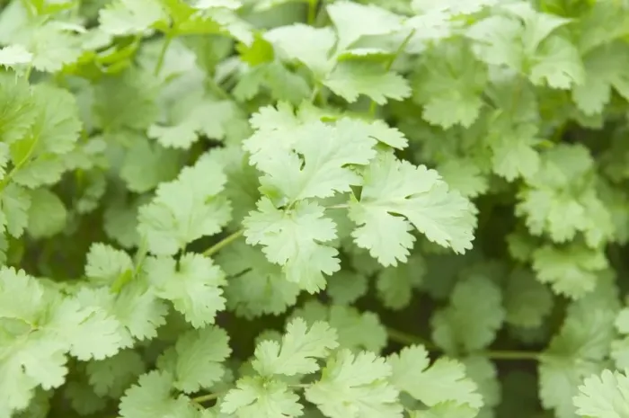 Framed Print : Coriander Crop Print