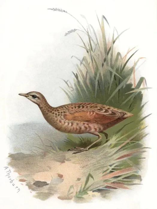 Framed Print : Corncrake Print Framed Print : Corncrake Print