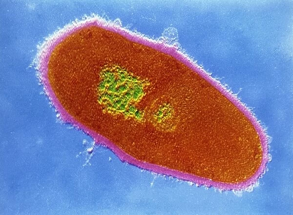 Corynebacterium minuti- ssimum bacterium