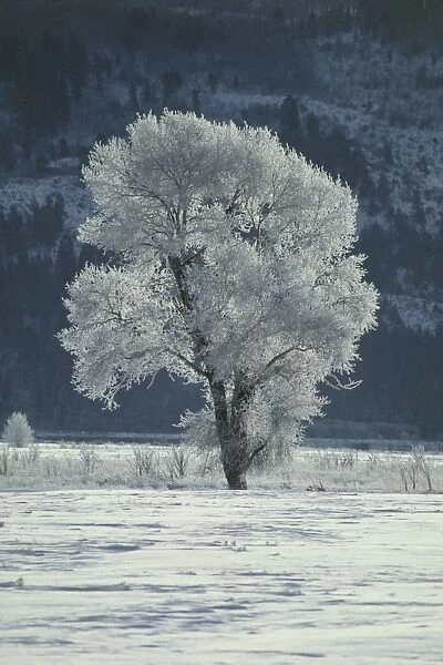Cottonwood tree covered in ice