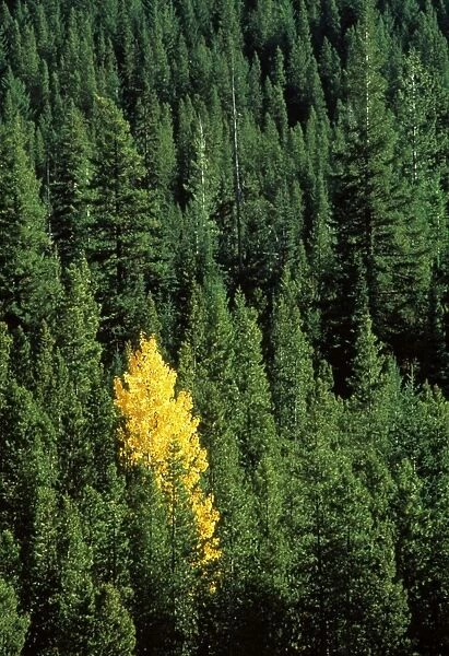 Cottonwood tree in a mixed pine and fir forest