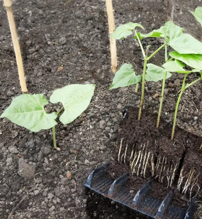 Framed Print : Runner bean and courgette seedlings in root trainer pots Framed Print : Runner bean and courgette seedlings in root trainer pots