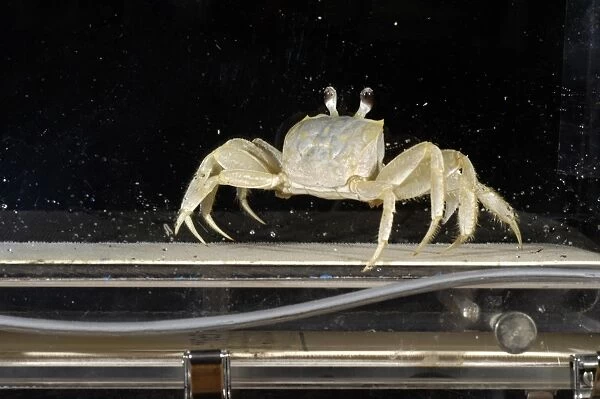 Crab locomotion research
