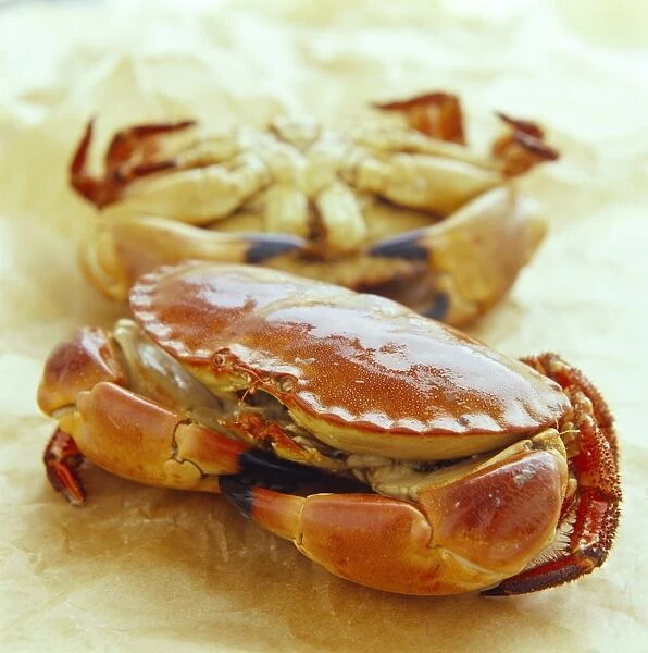Crabs (order Decapoda). This crustacean is highly prized as a seafood delicacy