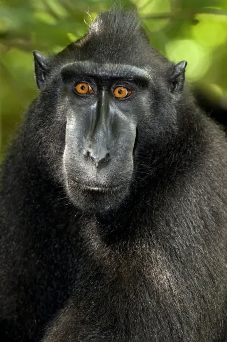 Framed Print : Crested black macaque Print Framed Print : Crested black macaque Print