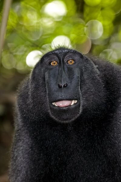 Crested black macaque lipsmacking
