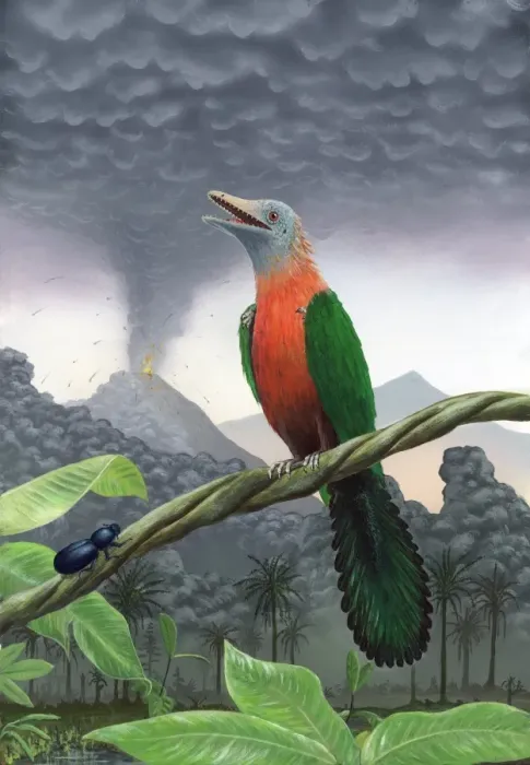Framed Print : Cretaceous Bird Print Framed Print : Cretaceous Bird Print