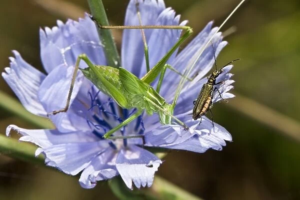 Cricket nymph and flower beetle