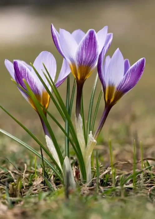 Framed Print : Crocus biflorus ssp. Isauricus Print Framed Print : Crocus biflorus ssp. Isauricus Print