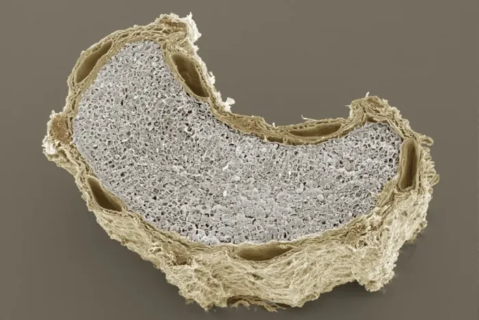 Framed Print : SEM Print of Cumin Seed Cross-Section Framed Print : SEM Print of Cumin Seed Cross-Section