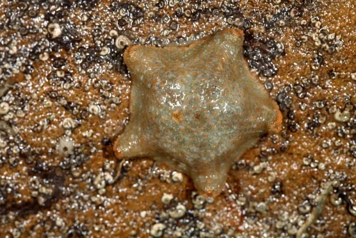 Framed Print : Cushion Starfish Print - 5cm Diameter Framed Print : Cushion Starfish Print - 5cm Diameter