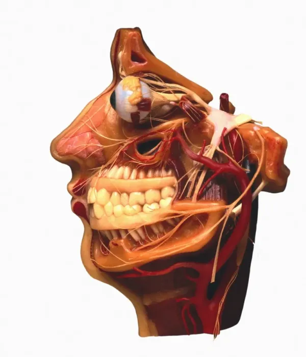 Framed Print : Cutaway model of the human face, printed on paper Framed Print : Cutaway model of the human face, printed on paper