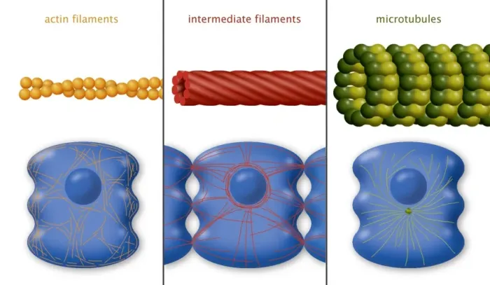 Framed Print : Cytoskeleton Components Print Framed Print : Cytoskeleton Components Print