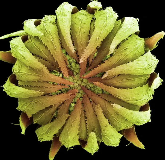 Framed Print : Coloured SEM Print of Daisy Bud Framed Print : Coloured SEM Print of Daisy Bud