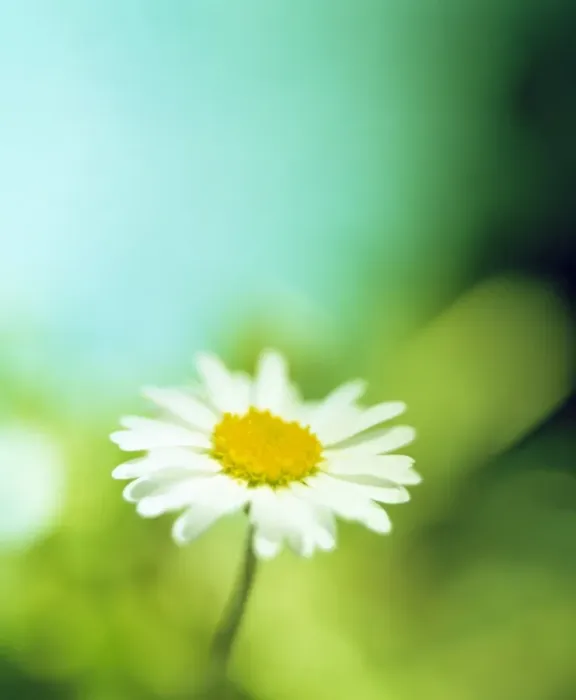 Framed Print : Daisy Flower Print Framed Print : Daisy Flower Print