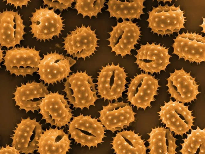 Framed Print : Daisy Pollen Grains Print, SEM Image Framed Print : Daisy Pollen Grains Print, SEM Image
