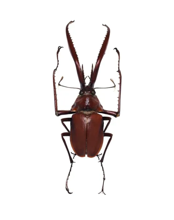 Framed Print : Darwin's Beetle Print Framed Print : Darwin's Beetle Print