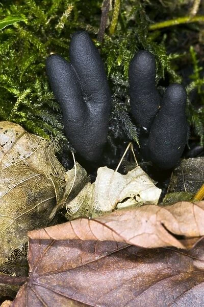 Dead mans fingers (Xylaria polymorpha)