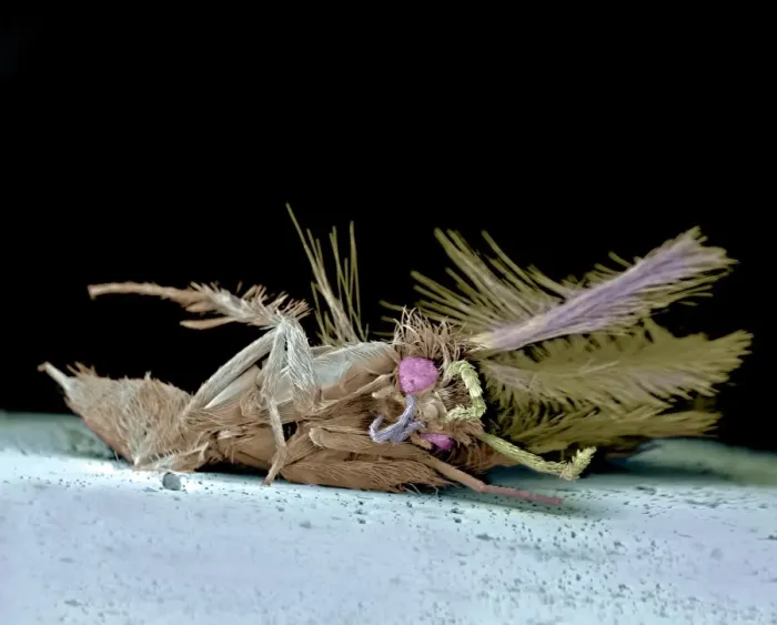 Framed Print : Print of Dead moth, SEM Framed Print : Print of Dead moth, SEM