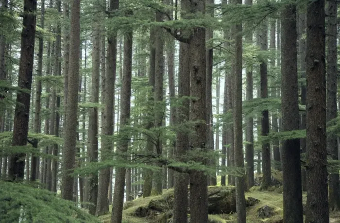 Framed Print : Deodar Cedar Forest Print Framed Print : Deodar Cedar Forest Print