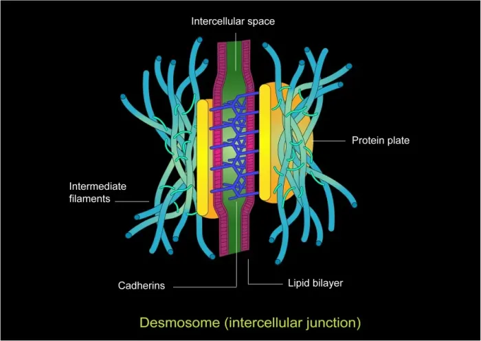 Framed Print : Desmosome Cell Junction Print Framed Print : Desmosome Cell Junction Print