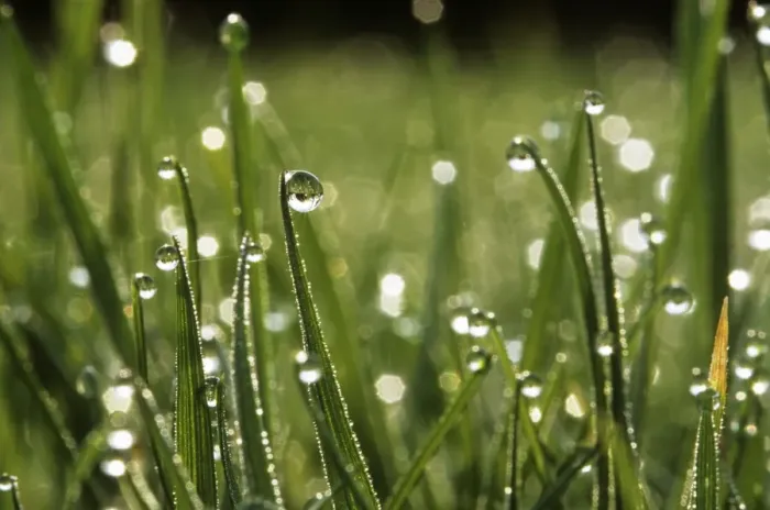 Framed Print : Dew drops on grass Print Framed Print : Dew drops on grass Print