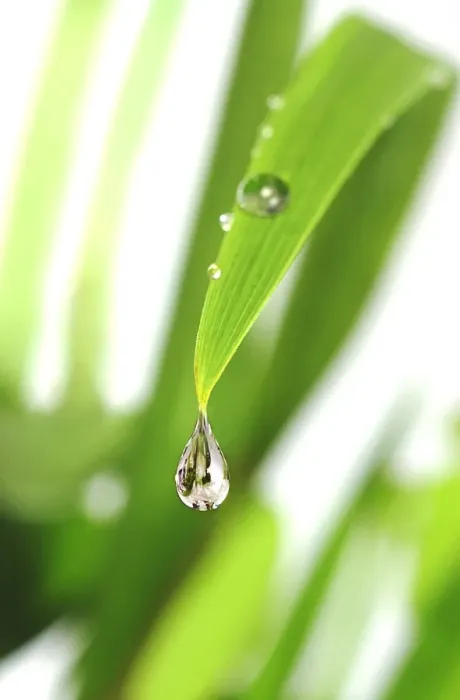 Framed Print : Dewdrop on a Leaf Print Framed Print : Dewdrop on a Leaf Print