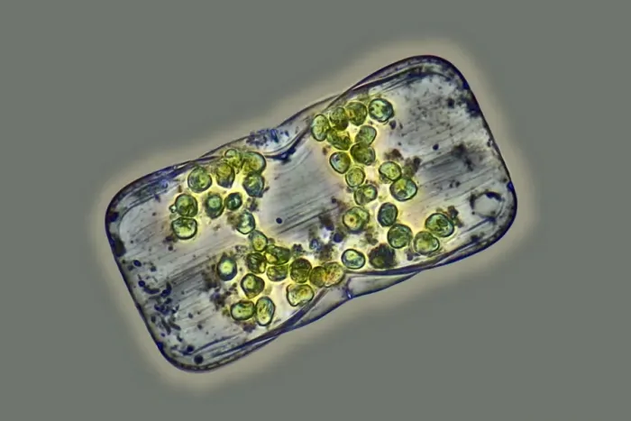 Framed Print : Diatom Print, Phase-contrast light micrograph Framed Print : Diatom Print, Phase-contrast light micrograph