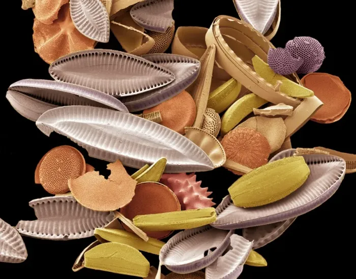Framed Print : SEM Print of Diatoms Framed Print : SEM Print of Diatoms