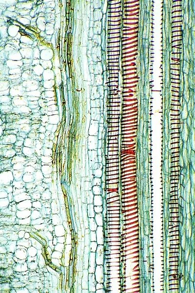 Dicotyledon plant stem, light micrograph