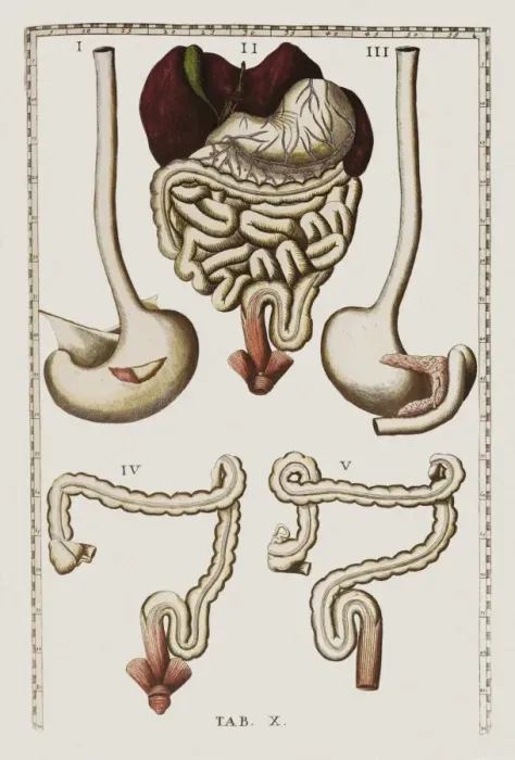 Framed Print : Digestive system print, 1714 Framed Print : Digestive system print, 1714